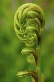 Advancement: Fern