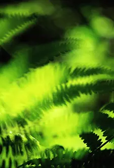 Unexplained: Fern