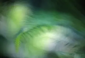 Unexplained: Fern