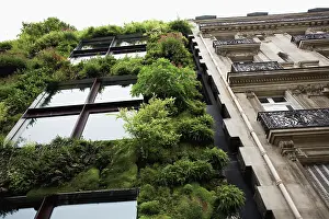 Organized: Fern