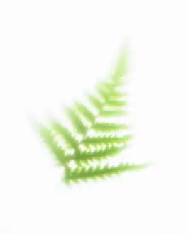Enhanced: Fern
