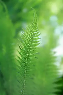 Imaginary: Fern