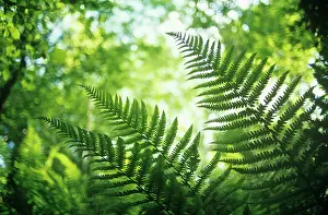Inspiring: Fern