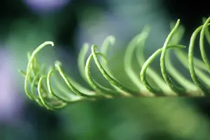 Curved: Fern