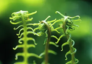 Away: Fern