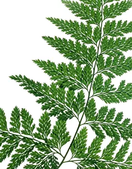 Frond: Fern