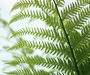 Frond: Fern