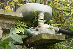 Weird: Fern