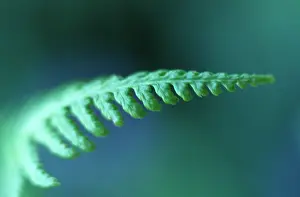 Fragile: Fern