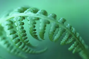 Curved: Fern