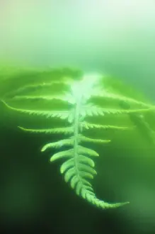 Monochrome: Fern