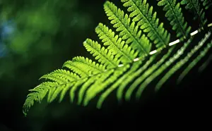 Curved: Fern