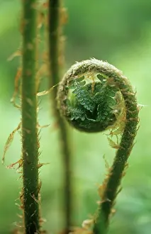 Curved: Fern