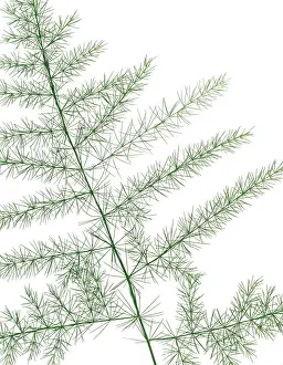 Frond: Fern