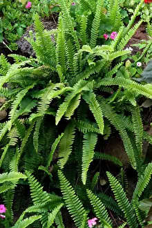 Asplenium: Fern