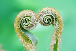 Nurturing: Fern