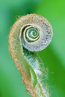 Supple: Fern