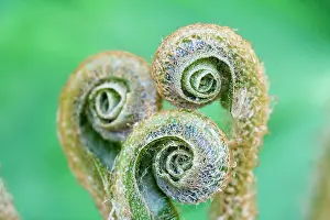 Nurturing: Fern