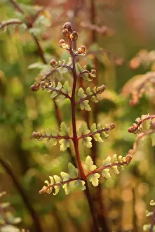Athyrium: Fern