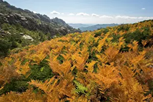 Madrid: Fern in Autumn. Guadarrama National Park, Madrid
