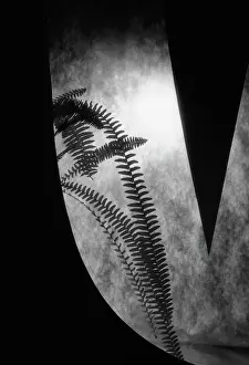 Monochrome: Fern, Black & white