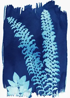 Exaltata: Fern