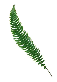 Exaltata: Fern