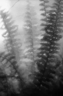Enhanced: Fern