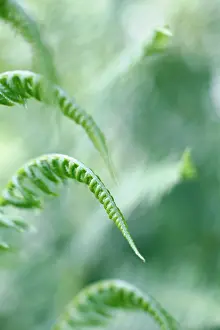 Pteridium: Fern