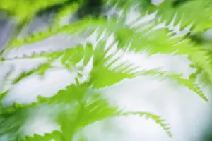 Pteridium: Fern