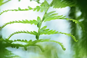Pteridium: Fern