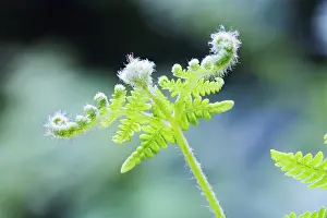 Pteridium: Fern