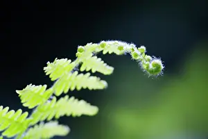 Pteridium: Fern