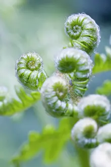 Pteridium: Fern