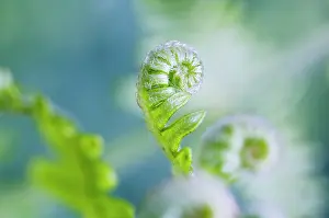Pteridium: Fern