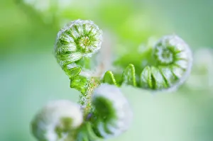 Pteridium: Fern