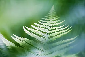 Pteridium: Fern