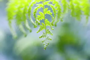Pteridium: Fern