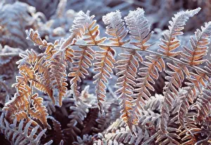 Pteridium: Fern