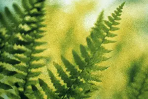 Pteridium: Fern