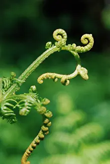 Comedy: Fern