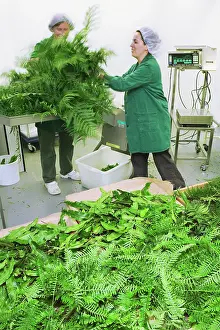 Pteridium: Fern