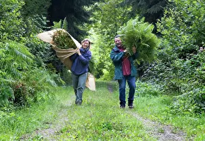 Pteridium: Fern