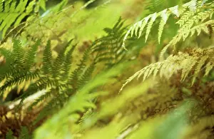 Pteridium: Fern