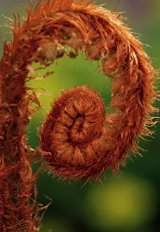 Pteridium: Fern