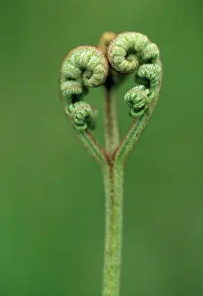 Combined: Fern