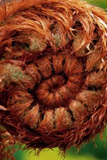 Pteridium: Fern