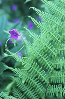 Layers: Fern