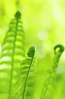 Pteridium: Fern, Bracken, Pteridium, Detail of three unfurling fronds