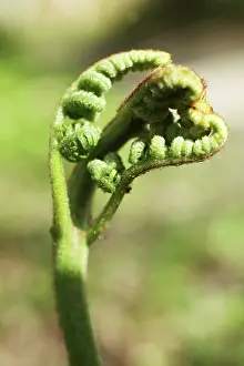 Dryopteris: Fern